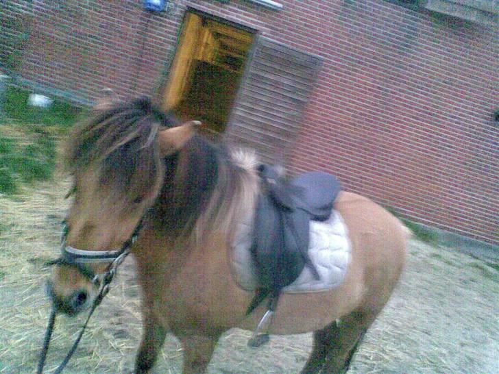 Anden særlig race Zimba / Rex billede 15