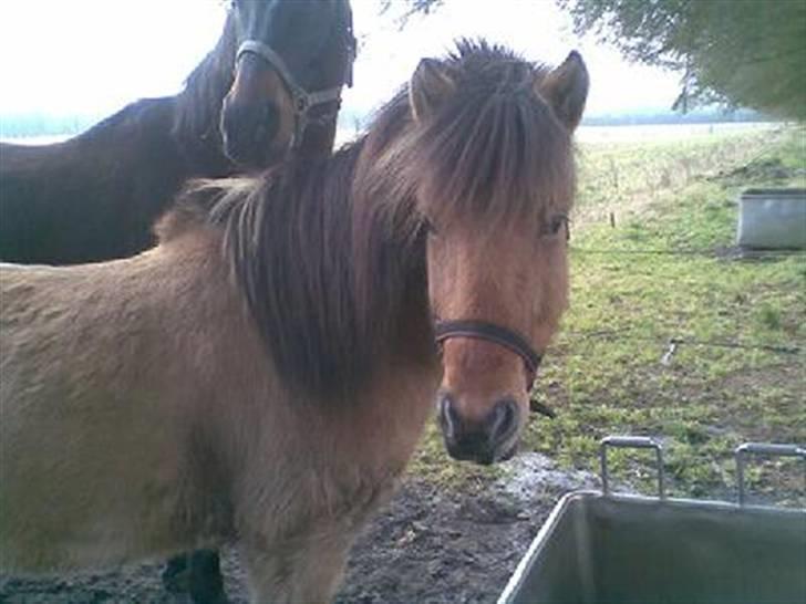 Anden særlig race Zimba / Rex - store farlige zimba xD <3 billede 16