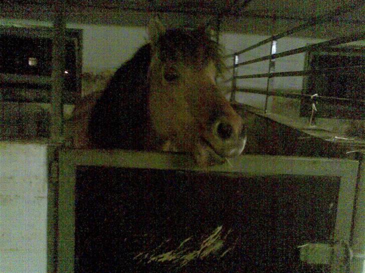 Anden særlig race Zimba / Rex billede 17