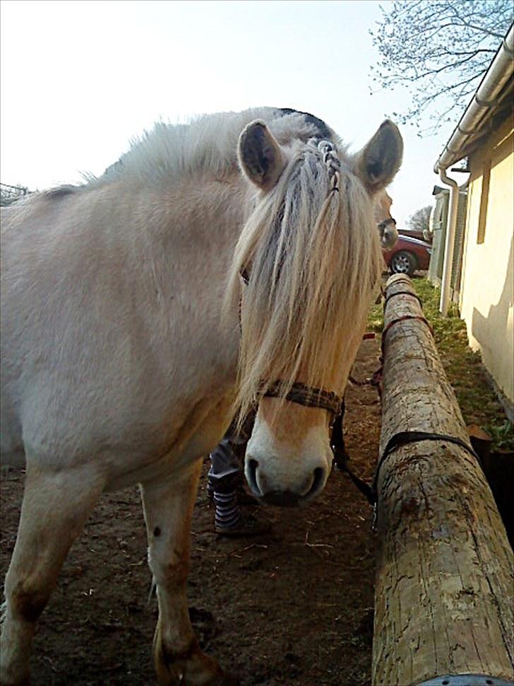 Fjordhest Susse - SAVNET! - inden stævne 2010 i: billede 10