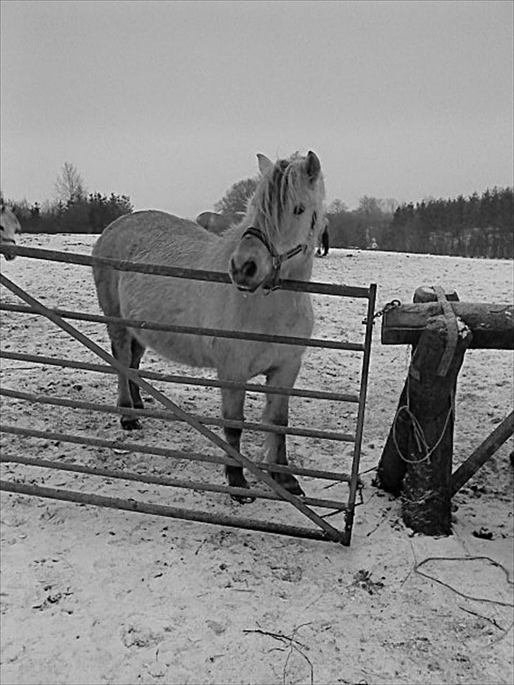 Fjordhest Susse - SAVNET! - - december 2009 i; billede 11