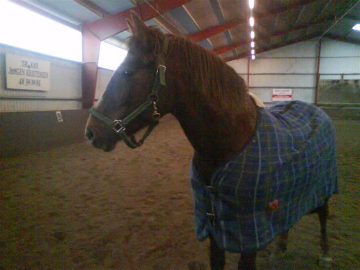 New Forest Roløkke Alpe - alpe tøzzen <3 du en dejliq pony selvom du kan være ret frækt en gang imellem hehe (: billede 4