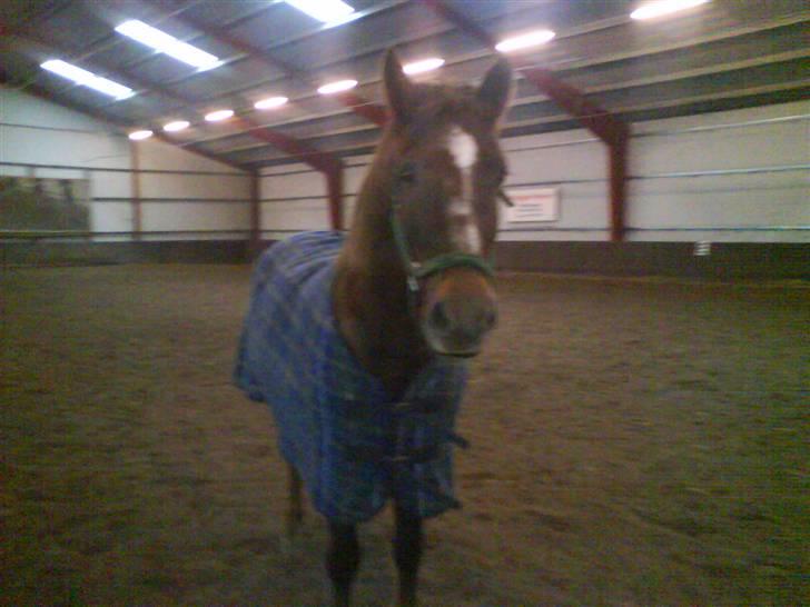 New Forest Roløkke Alpe - alpemin <3 billede 5