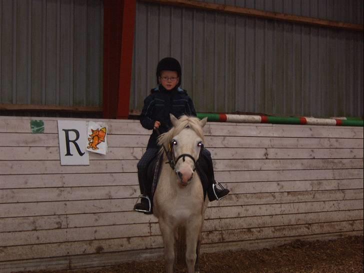 Shetlænder Ajka (gammel part) billede 4