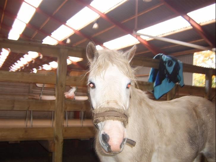 Shetlænder Ajka (gammel part) billede 5