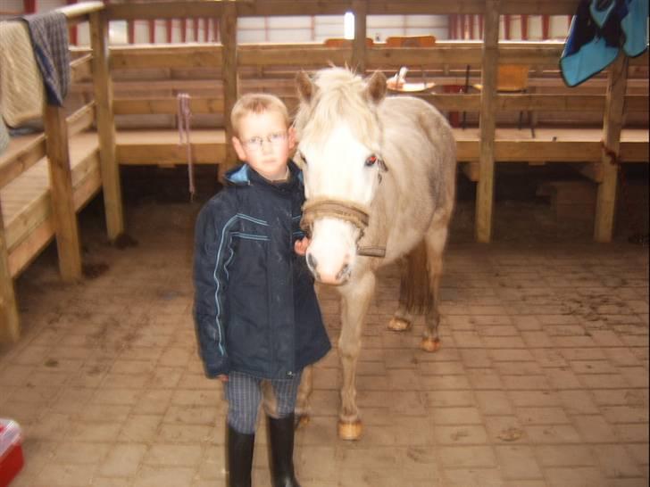 Shetlænder Ajka (gammel part) billede 6