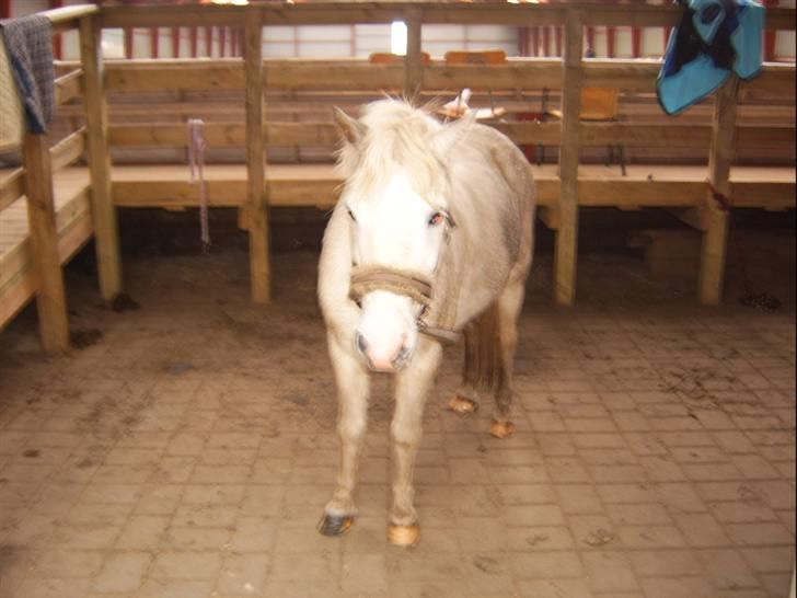 Shetlænder Ajka (gammel part) billede 7