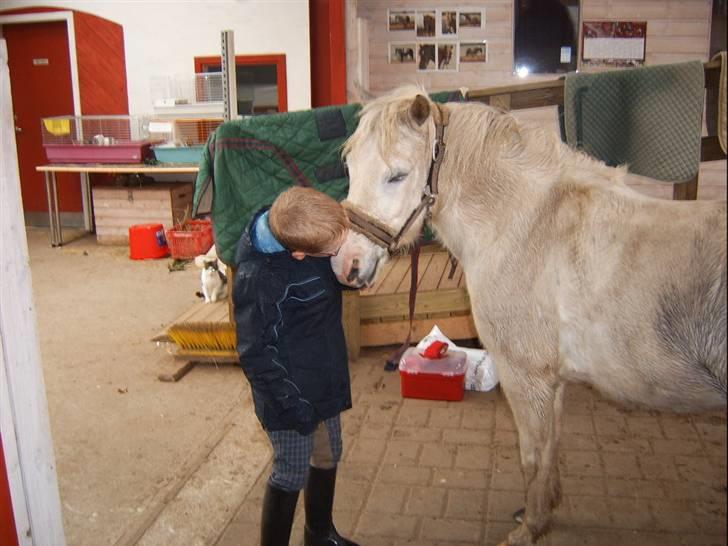 Shetlænder Ajka (gammel part) billede 8