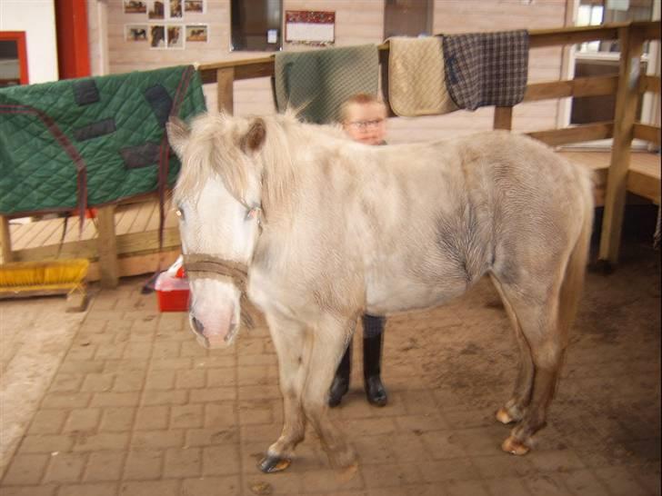 Shetlænder Ajka (gammel part) billede 9