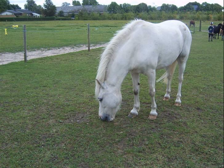 Shetlænder Ajka (gammel part) billede 10