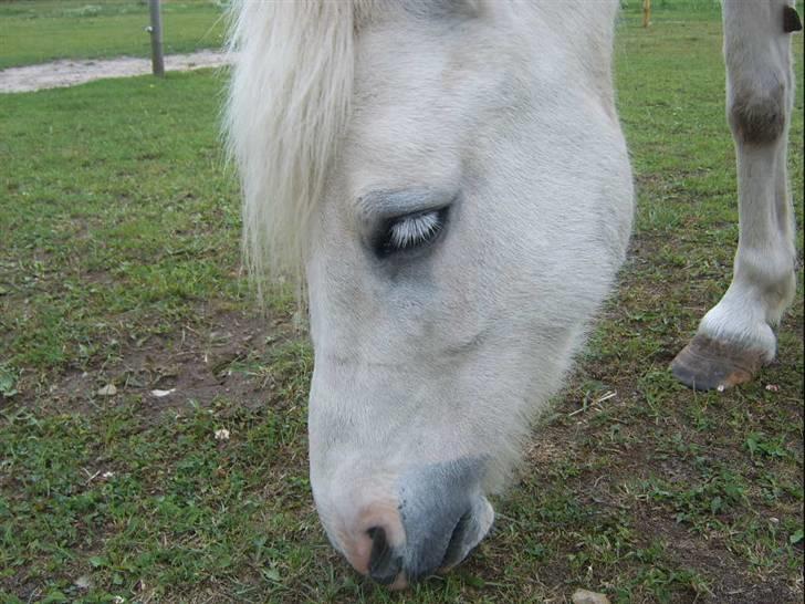 Shetlænder Ajka (gammel part) billede 11