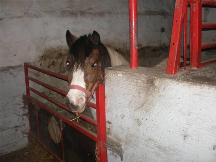 Anden særlig race #Wendy# billede 12