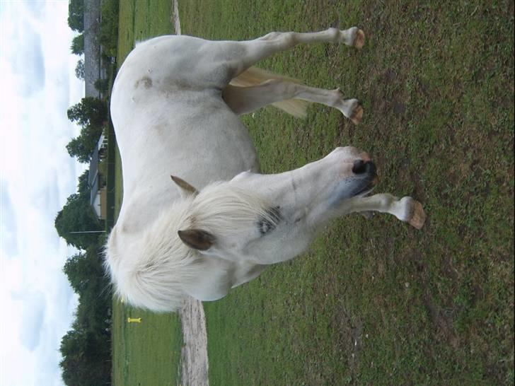 Shetlænder Ajka (gammel part) billede 12