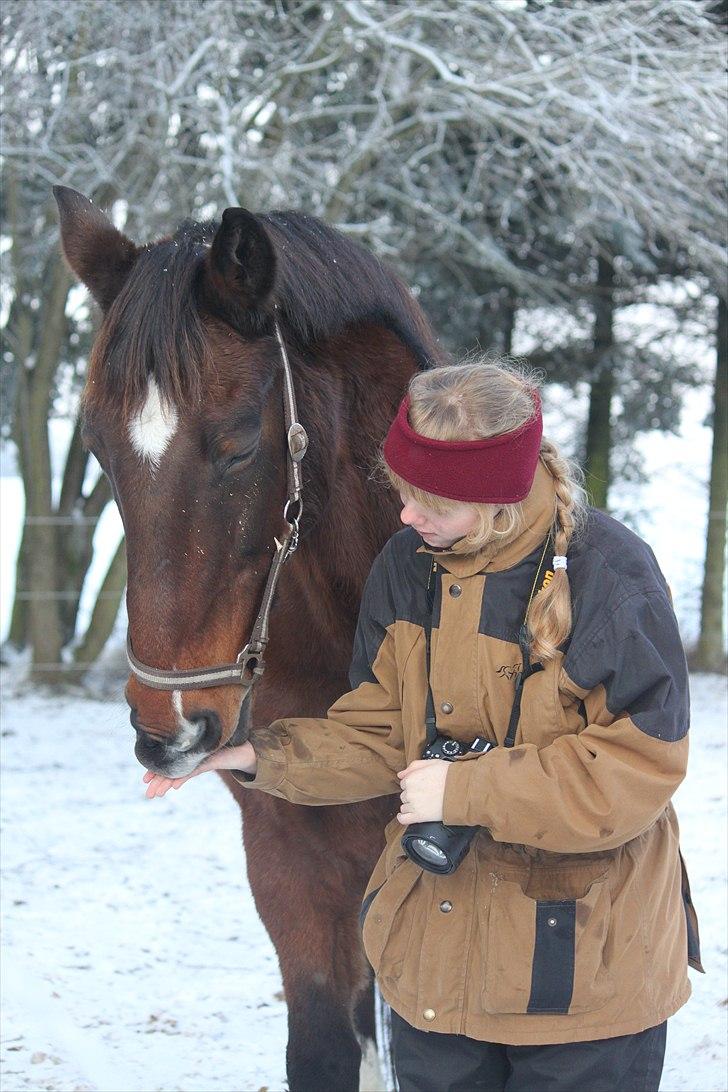 Dansk Varmblod Slumstrups May boy - Dec. 2010 - Taget af Louise Jacobsen billede 14