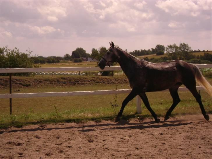 Anden særlig race Miss Flicka - jeg vil lege med dig BILLY ( foto mig ) billede 7