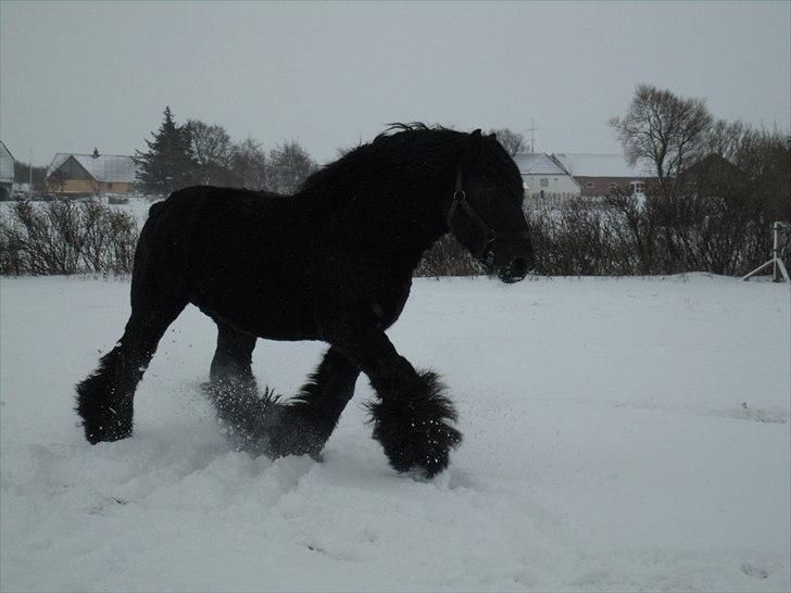 Belgier Thor Van De Malsem - 23 dec 2010 billede 9