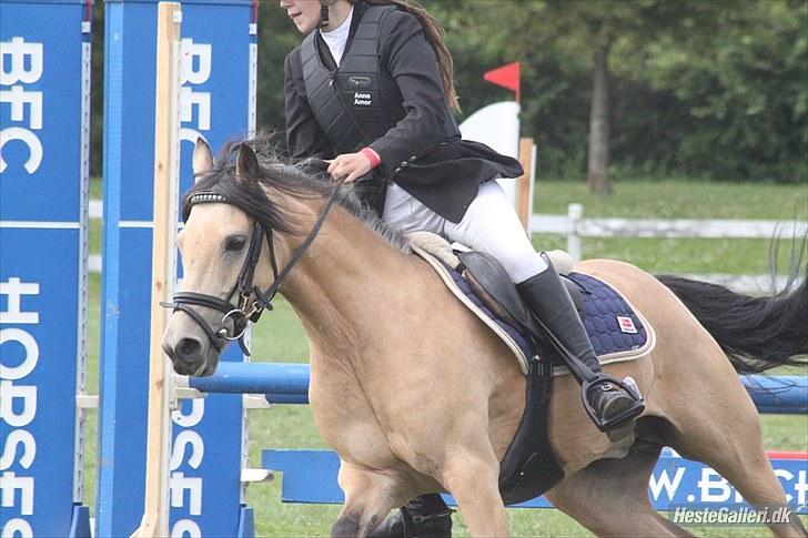 Anden særlig race Shanon B-pony - Omspringning i Vallensbæk. Foto: Lulse billede 7
