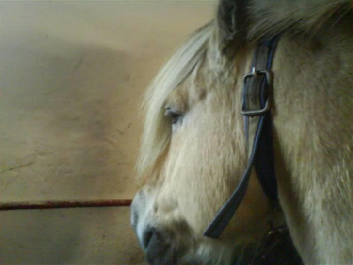 Fjordhest Prins <3<3<3 - (Billede taget af Janni Larsen) billede 2
