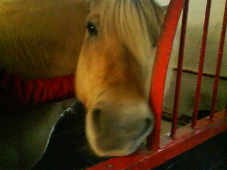 Fjordhest Prins <3<3<3 - (Billede taget af Janni Larsen) billede 5