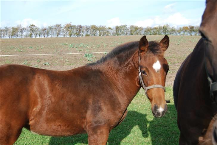 Dansk Varmblod R.I.P Lezan Row  - Ca. 5 mdr billede 9