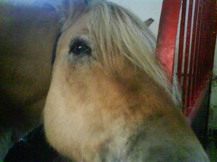 Fjordhest Prins <3<3<3 - (Billede taget af Janni Larsen) billede 9