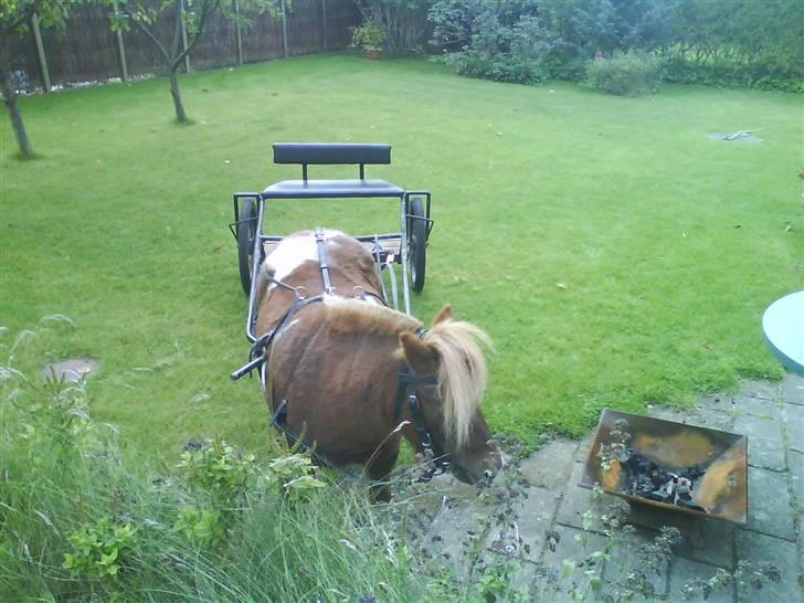 Shetlænder Stjernens Mini-King - King med vogn i min have........... han kan være alle steder! ;D billede 5