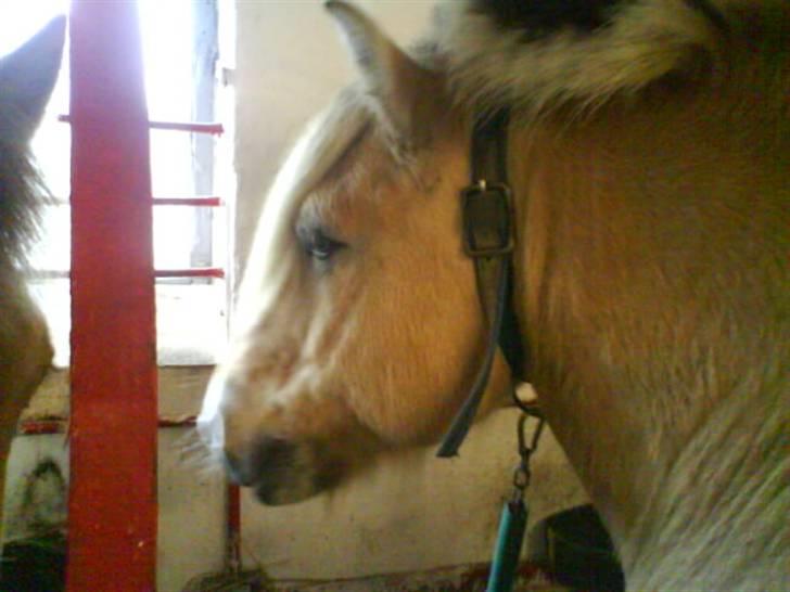 Fjordhest Prins <3<3<3 - (Billede taget af Janni Larsen) billede 16