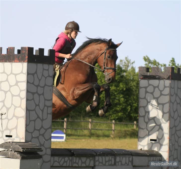 Dansk Varmblod Lantanus  - springundervisning v. rudie telgenhof - sommeren 2008 billede 5