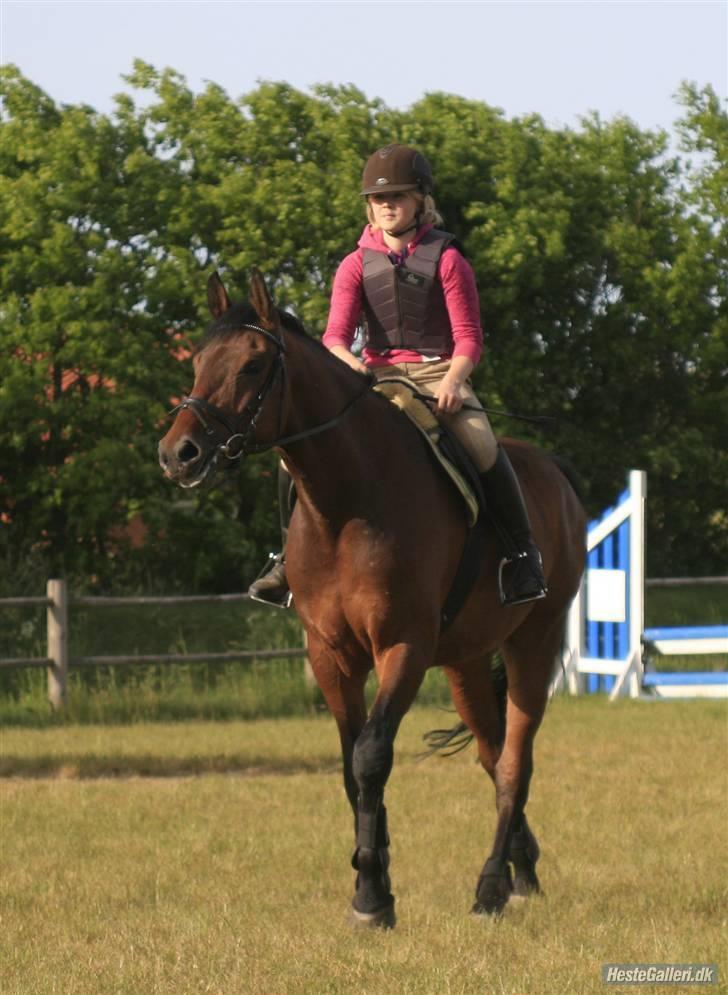 Dansk Varmblod Lantanus  - springundervisning v. rudie telgenhof - sommeren 2008 billede 7