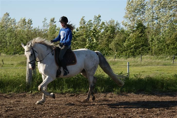 Dansk Varmblod Lilla Rex solgt  - hvor er du flot lilla  billede 18