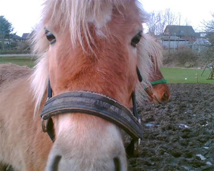 Islænder Thor fra Fagereng - Hvad skal jeg se?? (Thor) billede 13