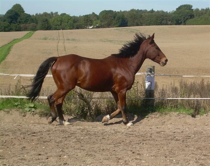 Anden særlig race Kalif billede 9