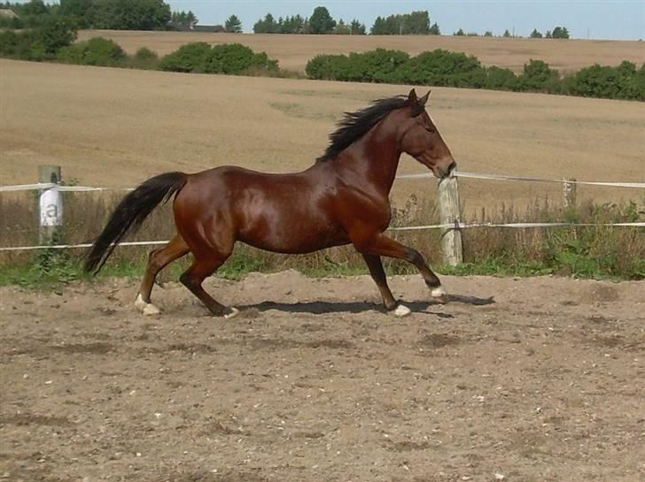 Anden særlig race Kalif billede 10
