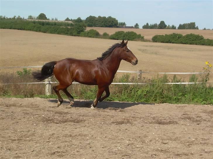 Anden særlig race Kalif billede 11