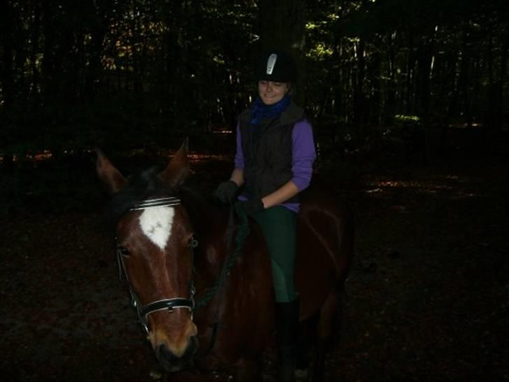 Anden særlig race Kalif - I skoven billede 12