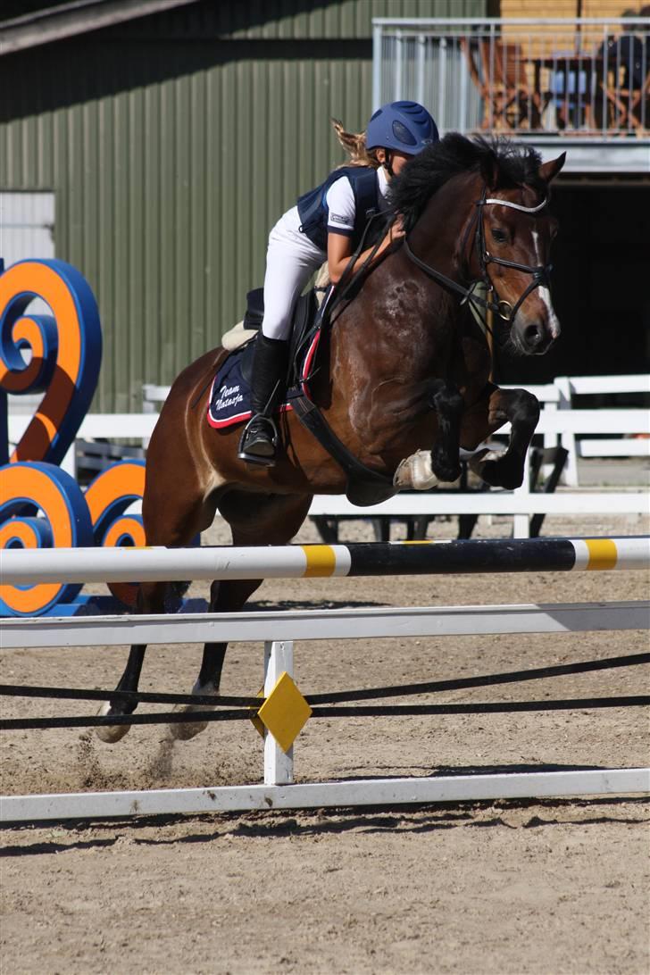 New Forest Palle (solgt) billede 14