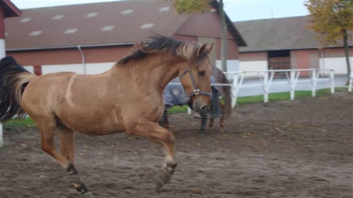 Anden særlig race Julius: red billede 20