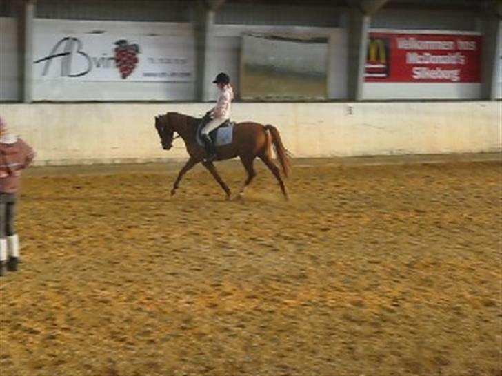 Hollandsk Sportspony Bauke - aflivet s': -  nyt! han er bare blevet så dygtig i: billede 19