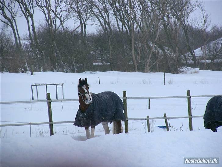 Hollandsk Sportspony Marloes- B-Pony  - Marloes i sneen 2010. <3 billede 3