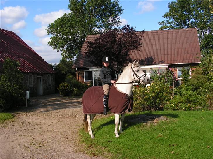 Anden særlig race Musse. R.I.P. *Himmel hest* - jeiiii (;  billede 15