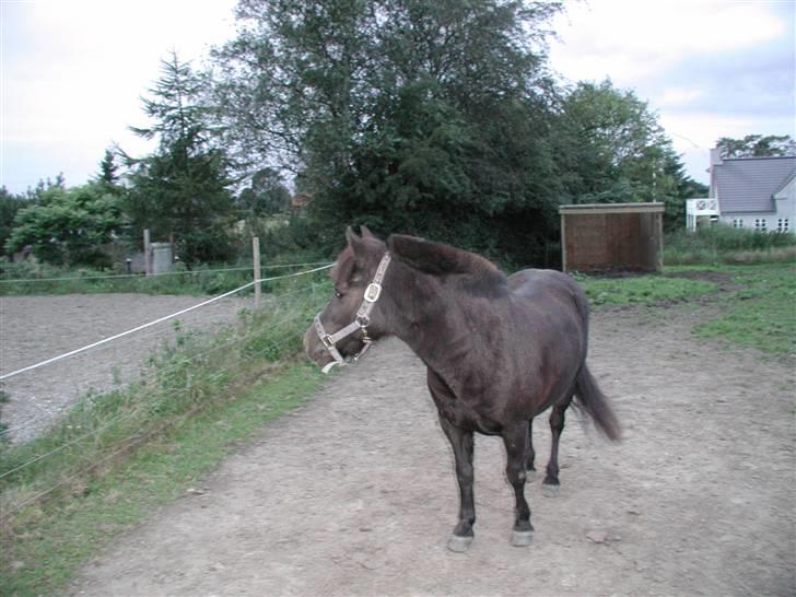 Anden særlig race Tulle <3 - SOLGT - Smukke på fold <3 billede 3