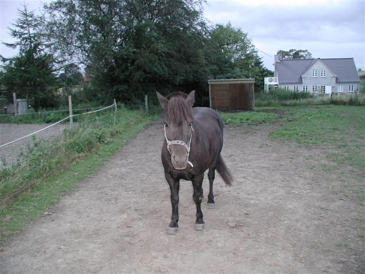 Anden særlig race Tulle <3 - SOLGT - Smukke på fold <3 billede 4