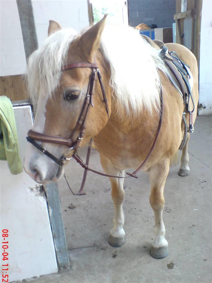 Haflinger Alexandra (solgt) - NYT! fra stævnet med nyvasket man (: billede 17