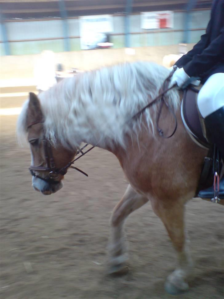 Haflinger Alexandra (solgt) - NYT! alex der "chiller"  billede 19