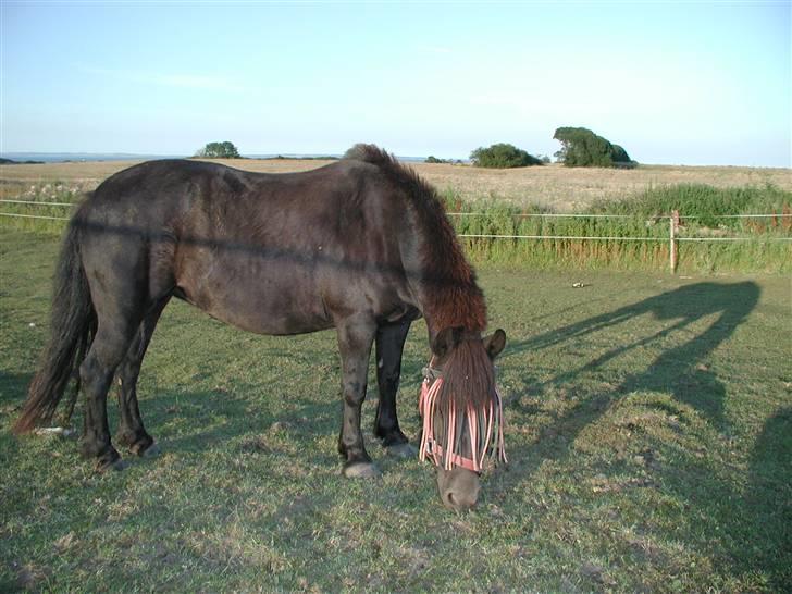 Anden særlig race Tulle <3 - SOLGT - Tullemin<3 billede 9