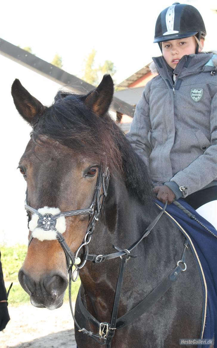 Irsk Sportspony Nancy † R.I.P 11/1-10 † - stævne på vrcl    (katrine har taget billede billede 8