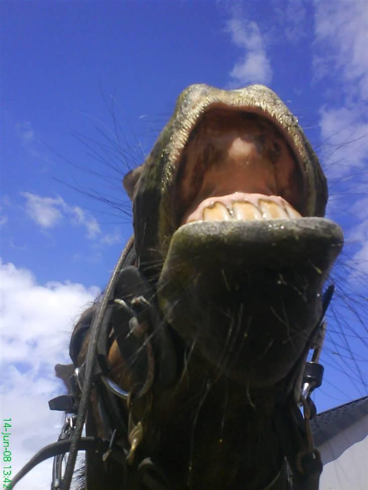 Irsk Sportspony Nancy † R.I.P 11/1-10 † - nu grinder jeg af dig :) billede 9