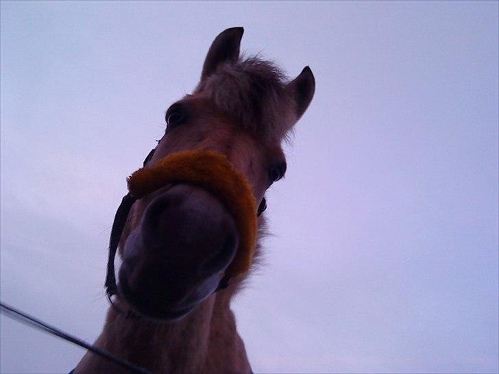 Fjordhest Lucca *søsters*  - Velkommen til Luccas profil, kig dig omkring<3 Elsker det billede<3 billede 1