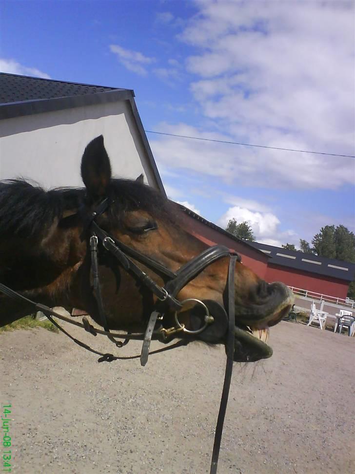 Irsk Sportspony Nancy † R.I.P 11/1-10 † - engang til jeg grinder af dig billede 10