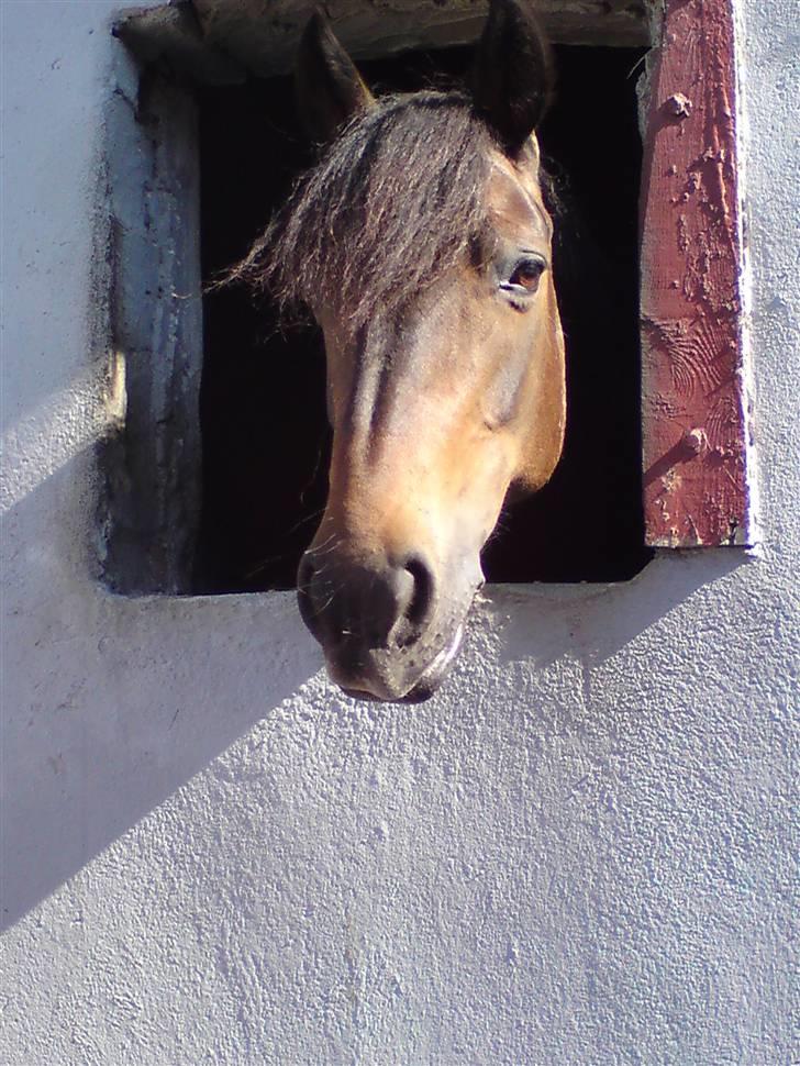 Irsk Sportspony Nancy † R.I.P 11/1-10 † - mit dejlige vindu billede 11